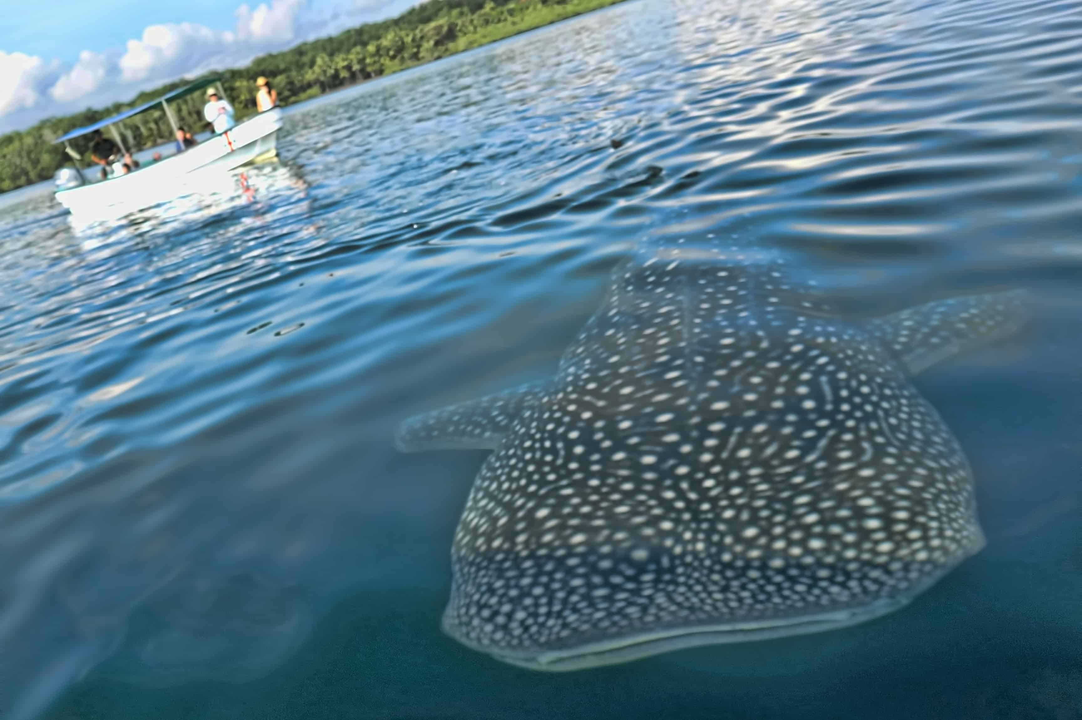 Whale sharks spotted off Costa Rica's Osa Peninsula