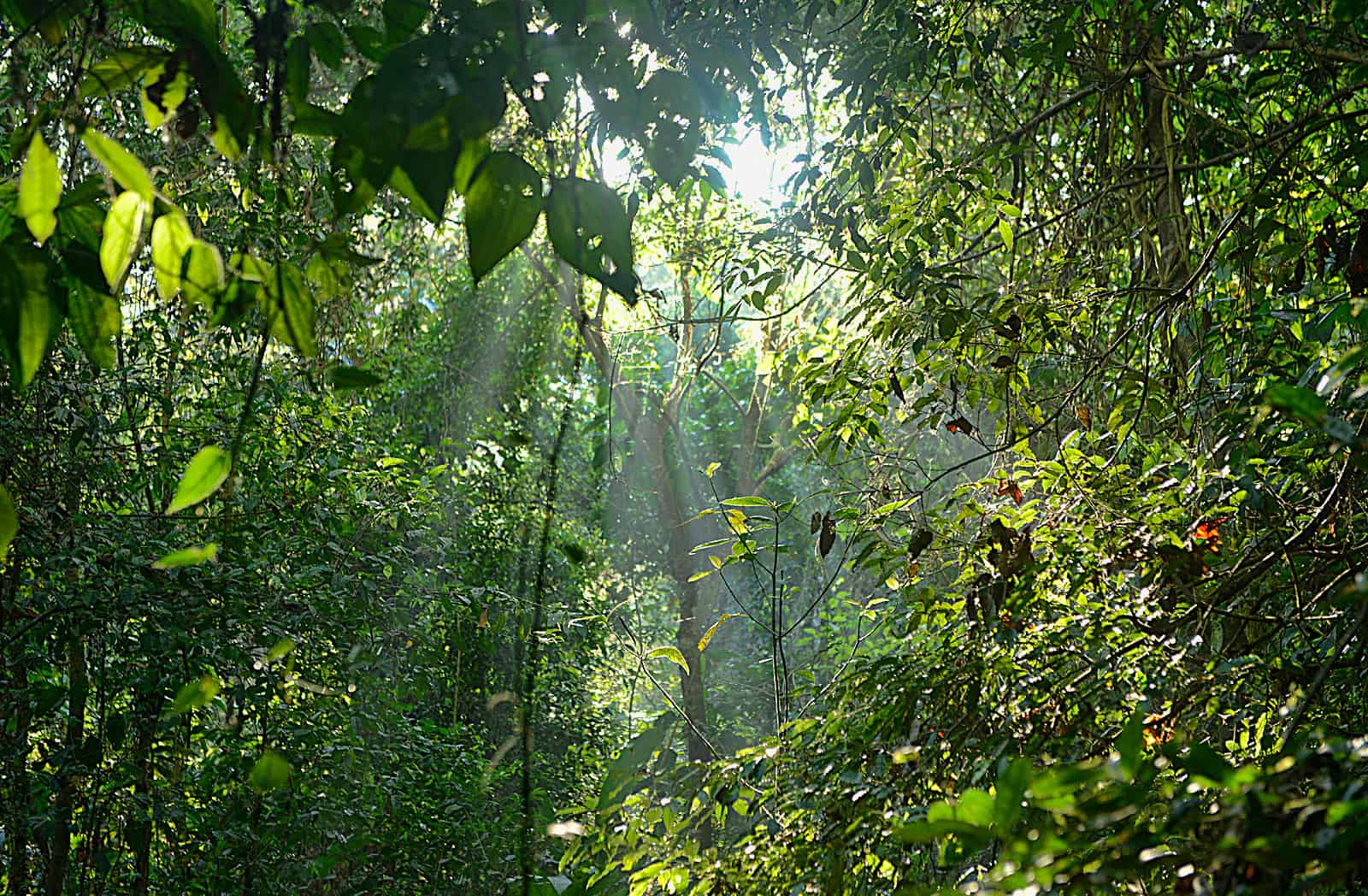 Corcovado National Park Costa Rica