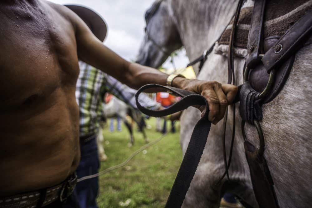 Horse adorned with vibrant accessories representing Caribbean culture at the Rasta Tope