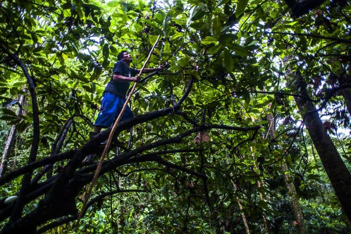 Costa Rica Cacao Farmer