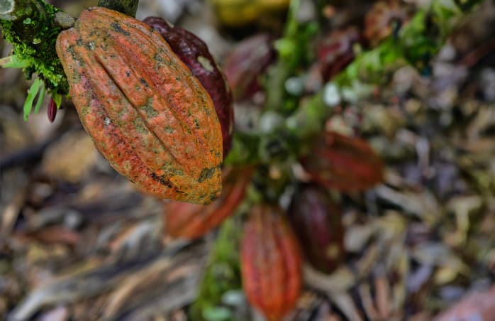 Cacao pods