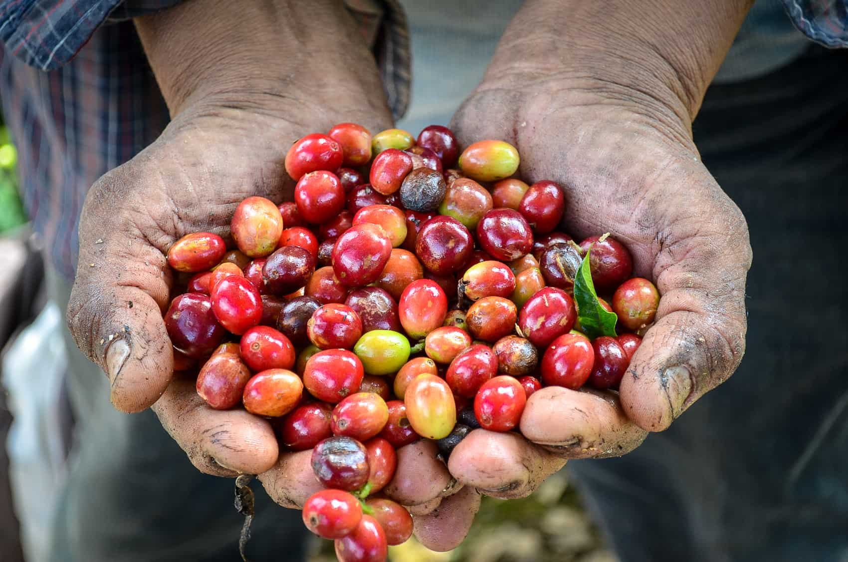 What Is The Best Coffee In Costa Rica 