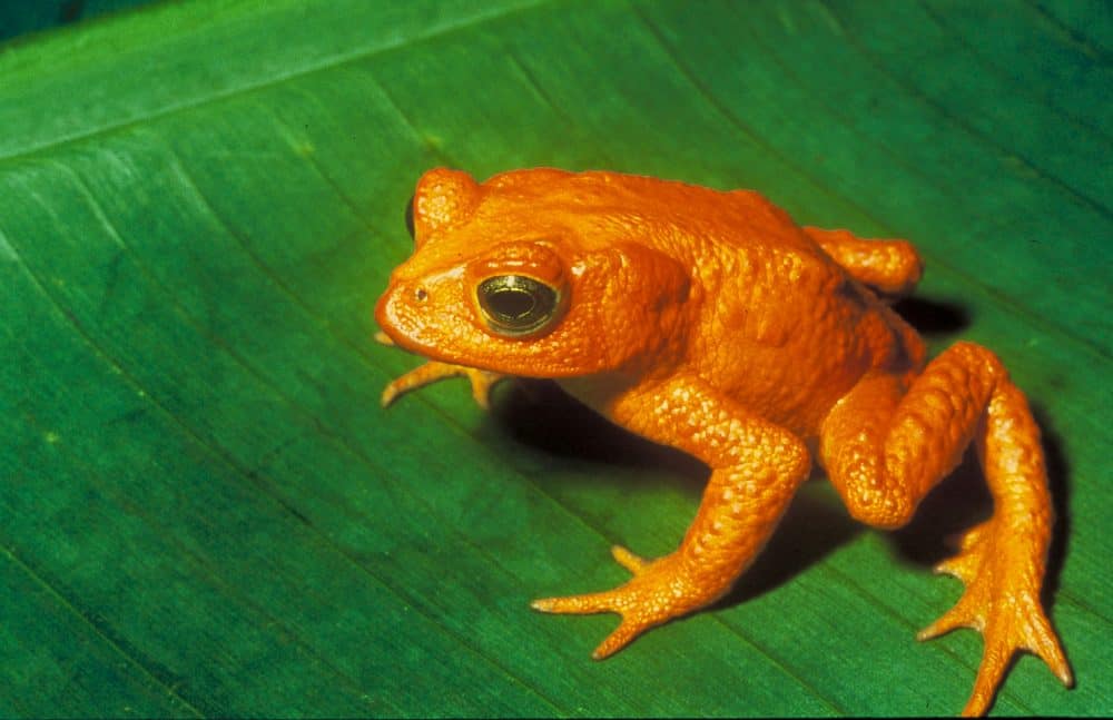 golden toad in Costa Rica