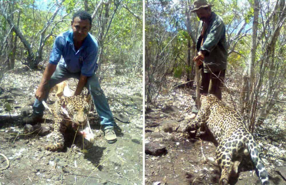 Jaguar's death by hunters alarms Costa Ricans