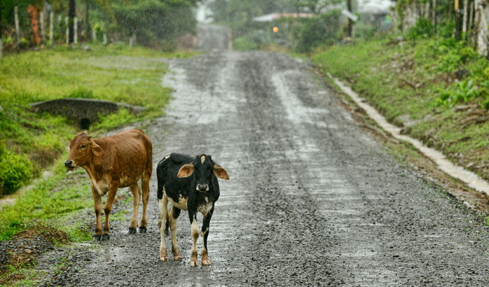 Cattle in the Costa Rica Countryside