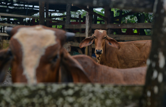 Costa Rica Cattle Farm