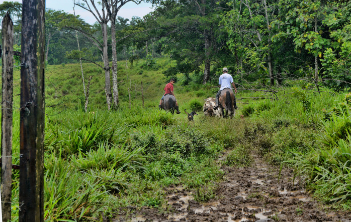 Cattle Farmers on Horseback in Costa Rica