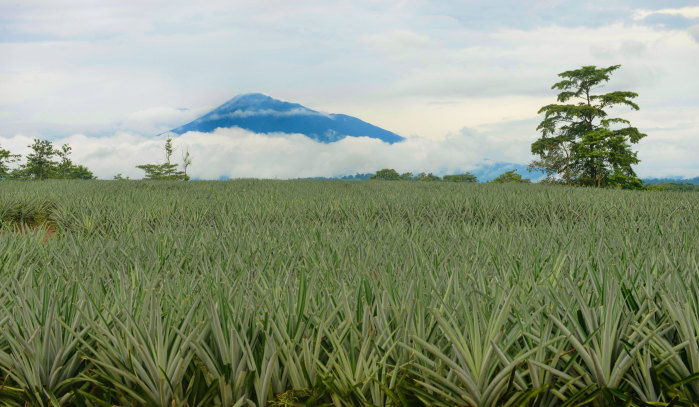 Pineapple Field in Costa Rica 