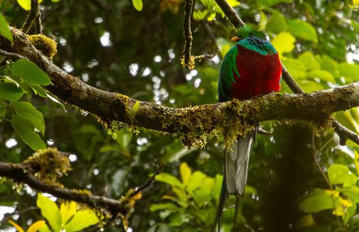 Why Birds and Birders in Costa Rica Flock to Monteverde