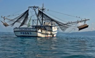 Costa Rica Shrimp trawling