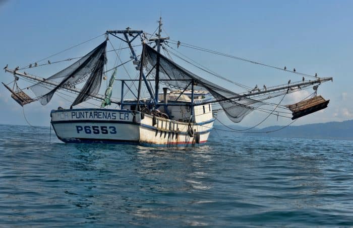 New bill could bring shrimp trawling back to Costa Rica 