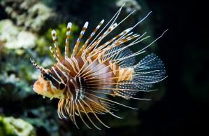 Broadbarred firefish