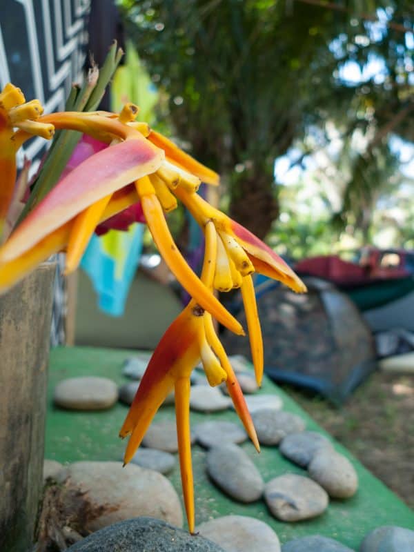 decorations on the campsite