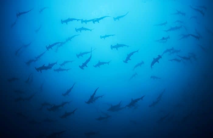 Hundreds of hammerhead sharks swim off the shores of Costa Rica's Isla del Coco.