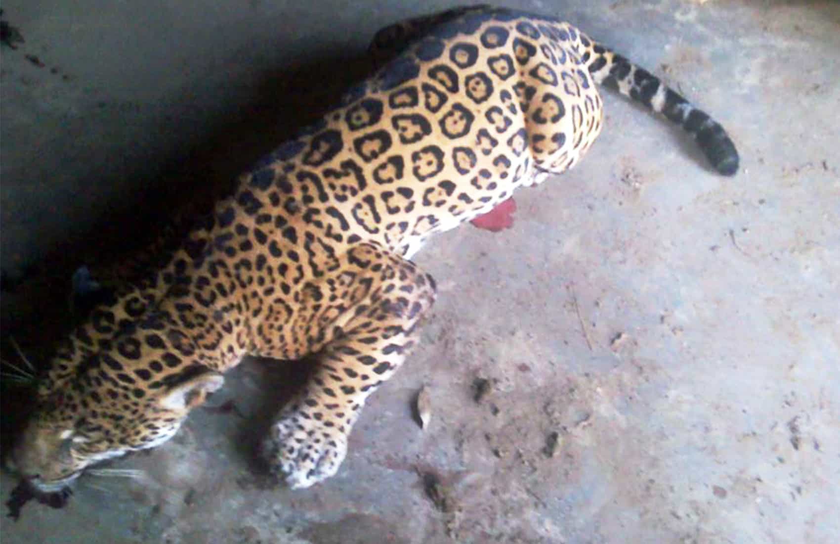 Dead Jaguar
