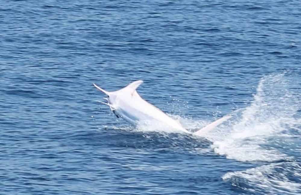 Here are photos of a rare white marlin caught off Costa Rica's Pacific