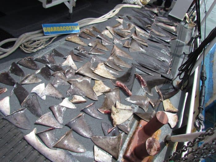 Shark fins seized by the Costa Rican Coast Guar