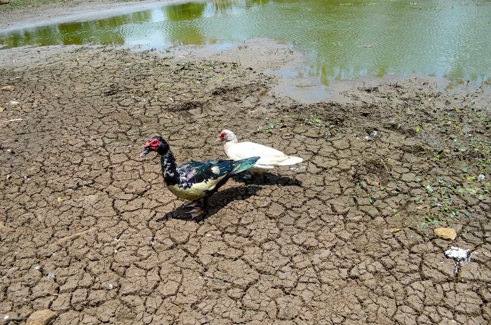 Dry conditions in Costa Rica’s Pacific region during the 2026 rainy season