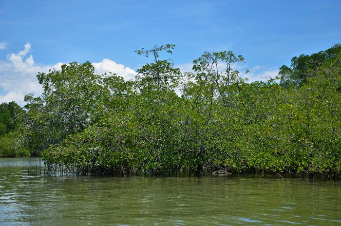 Costa Rica Mangrove