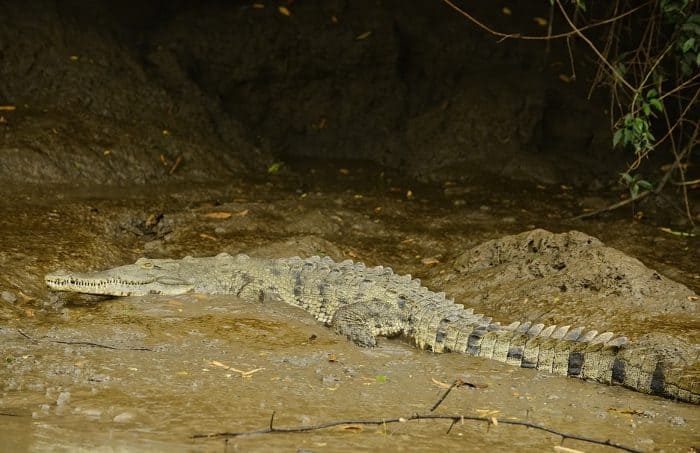 Crocodile in Costa Rica