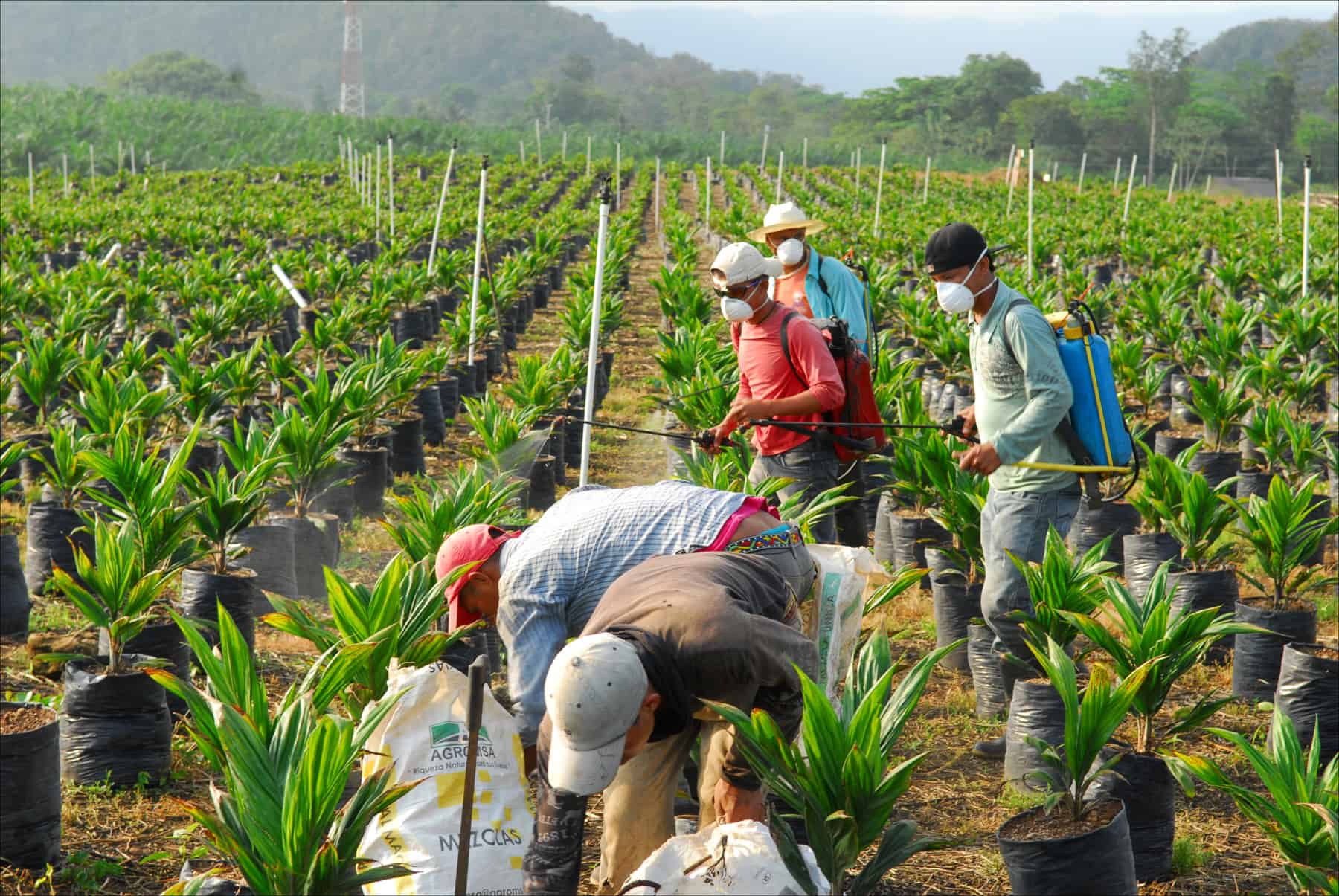 Farmworkers spray pesticides on baby African palm trees at the Finca Victoria nursery, about 35 kilometers from the Mexican border in the department of Alta Verapaz, Guatemala, May 10, 2014.