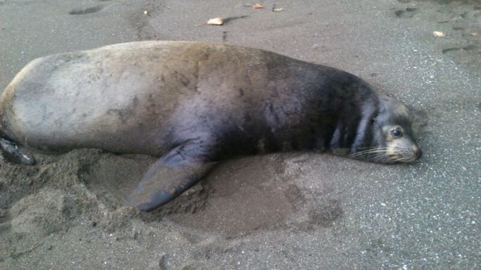 Rare Sighting: Sea lion swims to Costa Rican shore