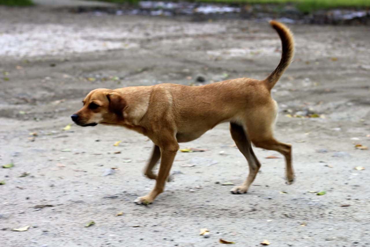 Costa Rica Stray Dogs