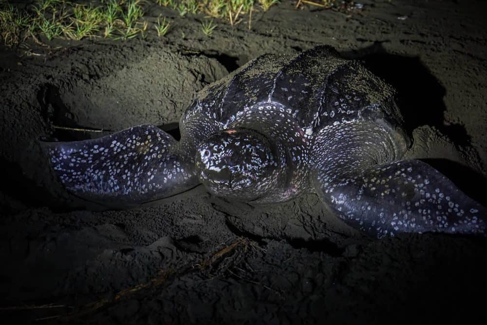 leatherback Turtle Costa Rica