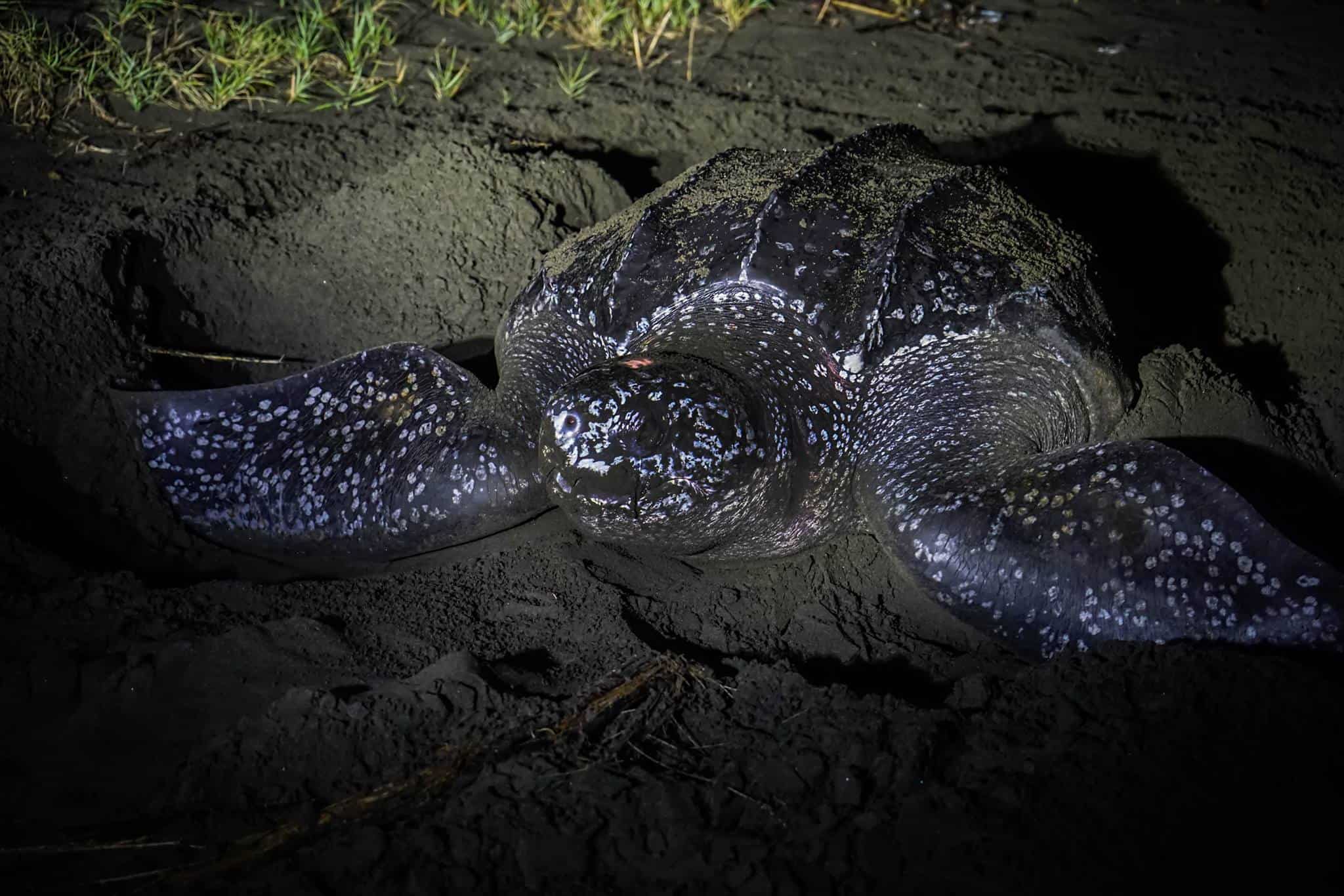 leatherback Turtle Costa Rica