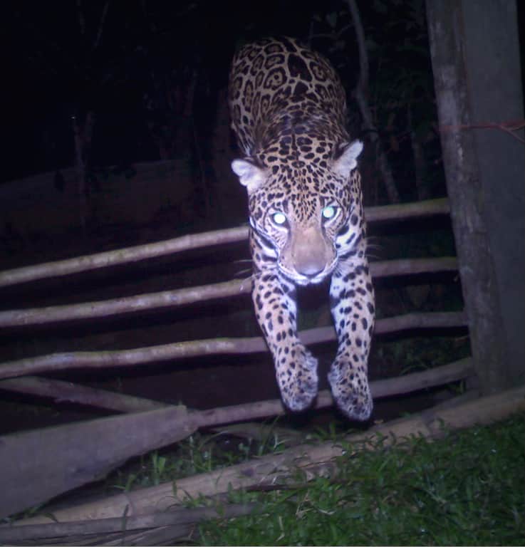 Jaguar in Costa Rica