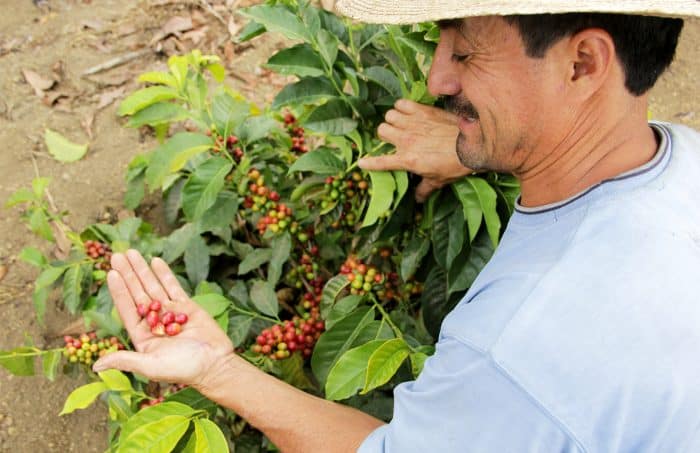 Costa Rica Coffee beans