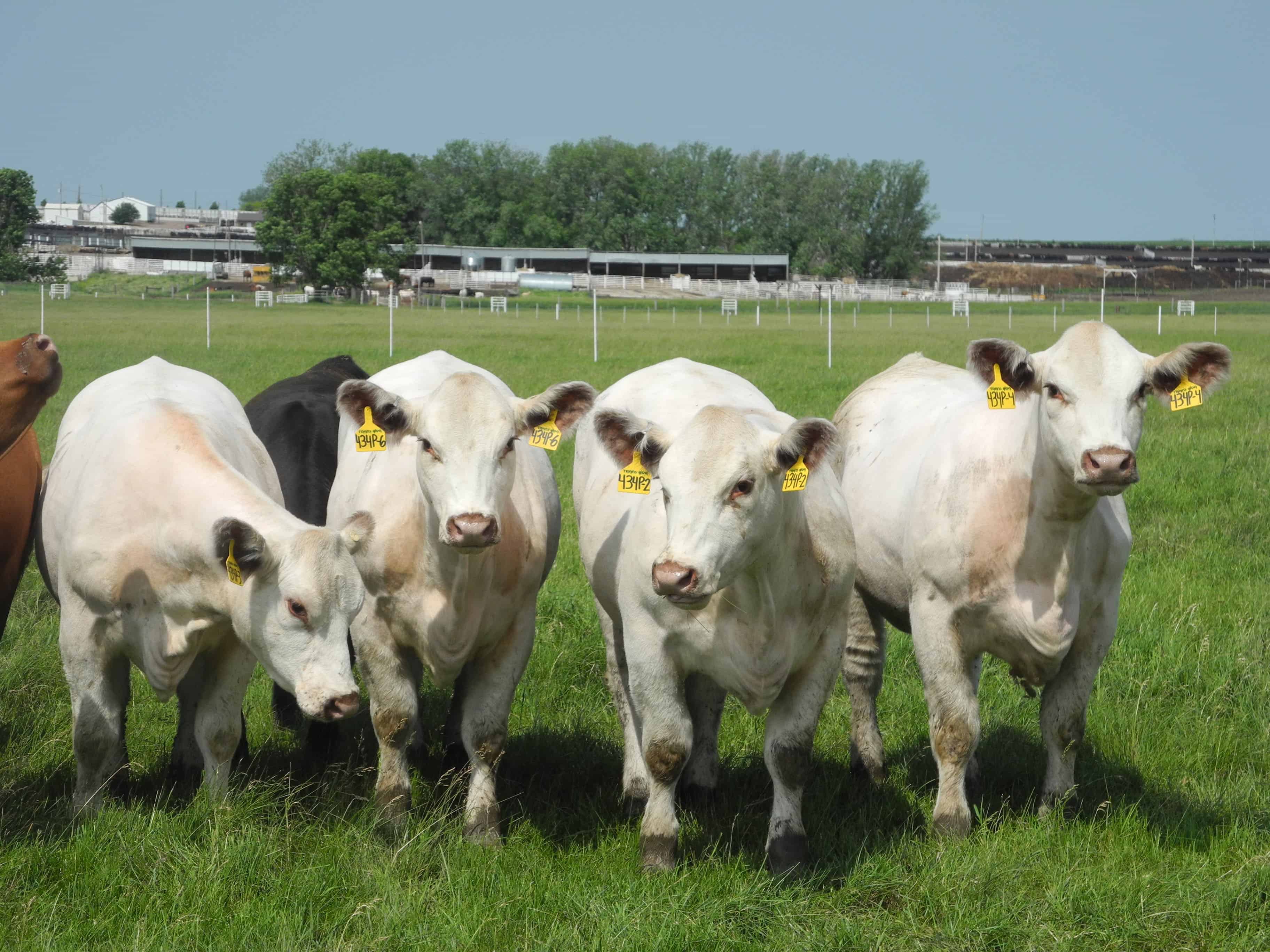 US company in Iowa churns out 100 cloned cows a year :