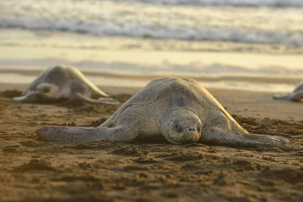 Costa Rica Sea Turtle