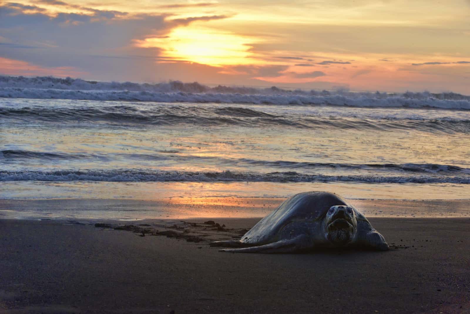 Sea turtle at Costa Rica's Playa Ostional