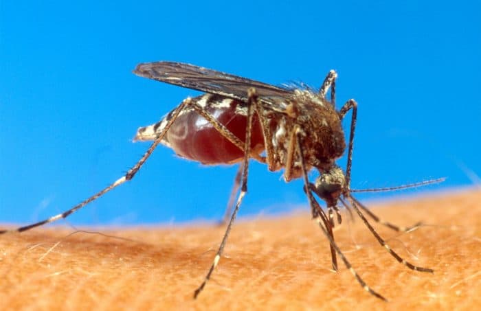 Chikungunya and dengue viruses overtake Guanacaste