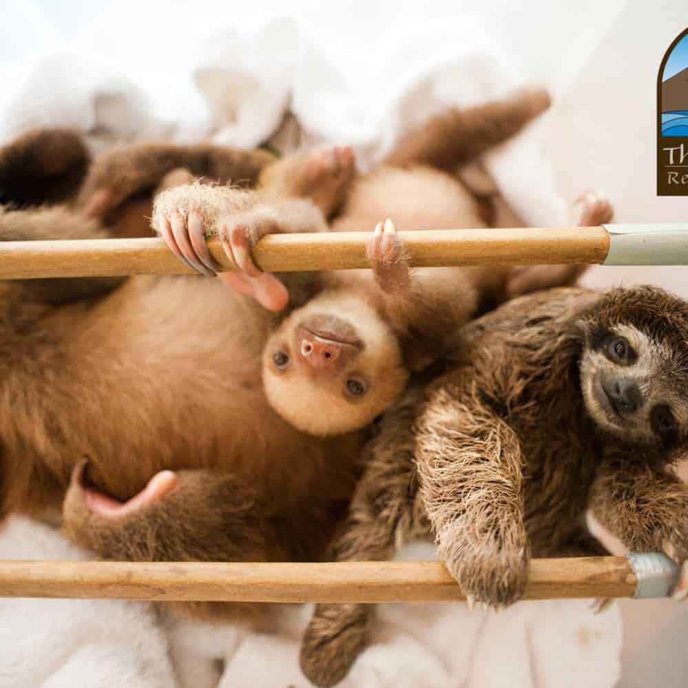 Who will win the World Cup? A psychic sloth will predict – The Tico ...