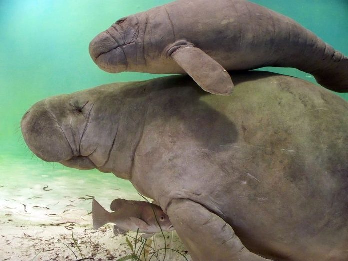 The plight of the Costa Rican manatee : The Tico Times | Costa Rica ...