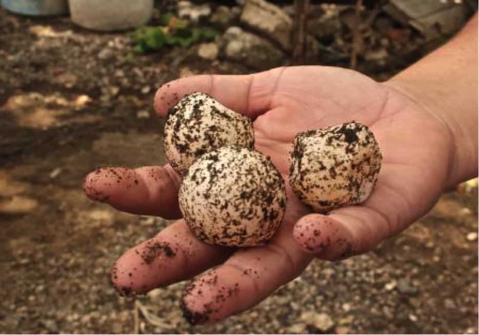 Costa Rica Sea Turtle Eggs