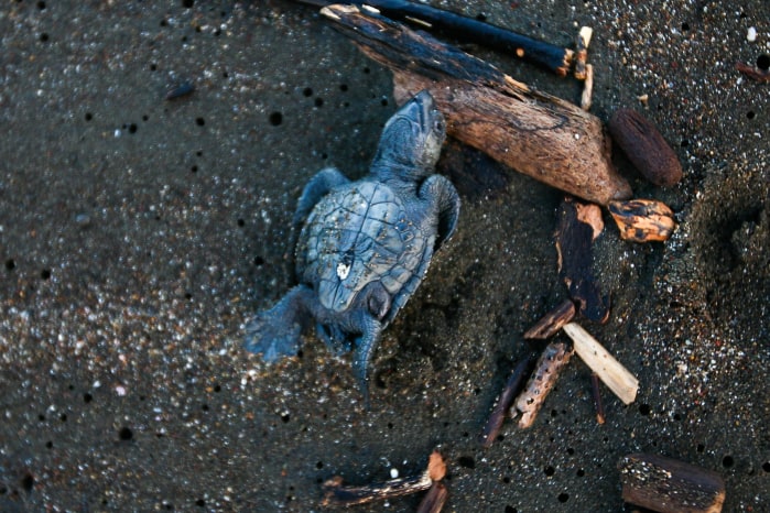 Baby Turtle Struggles in Ostional Costa Rica
