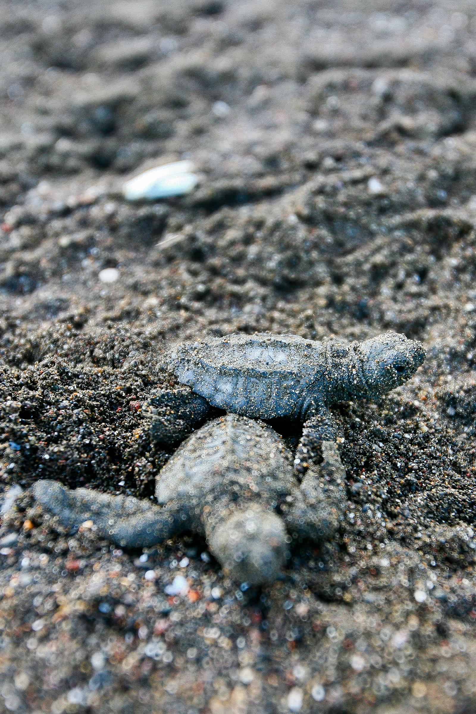 Baby Turtle in Ostional Costa Rica