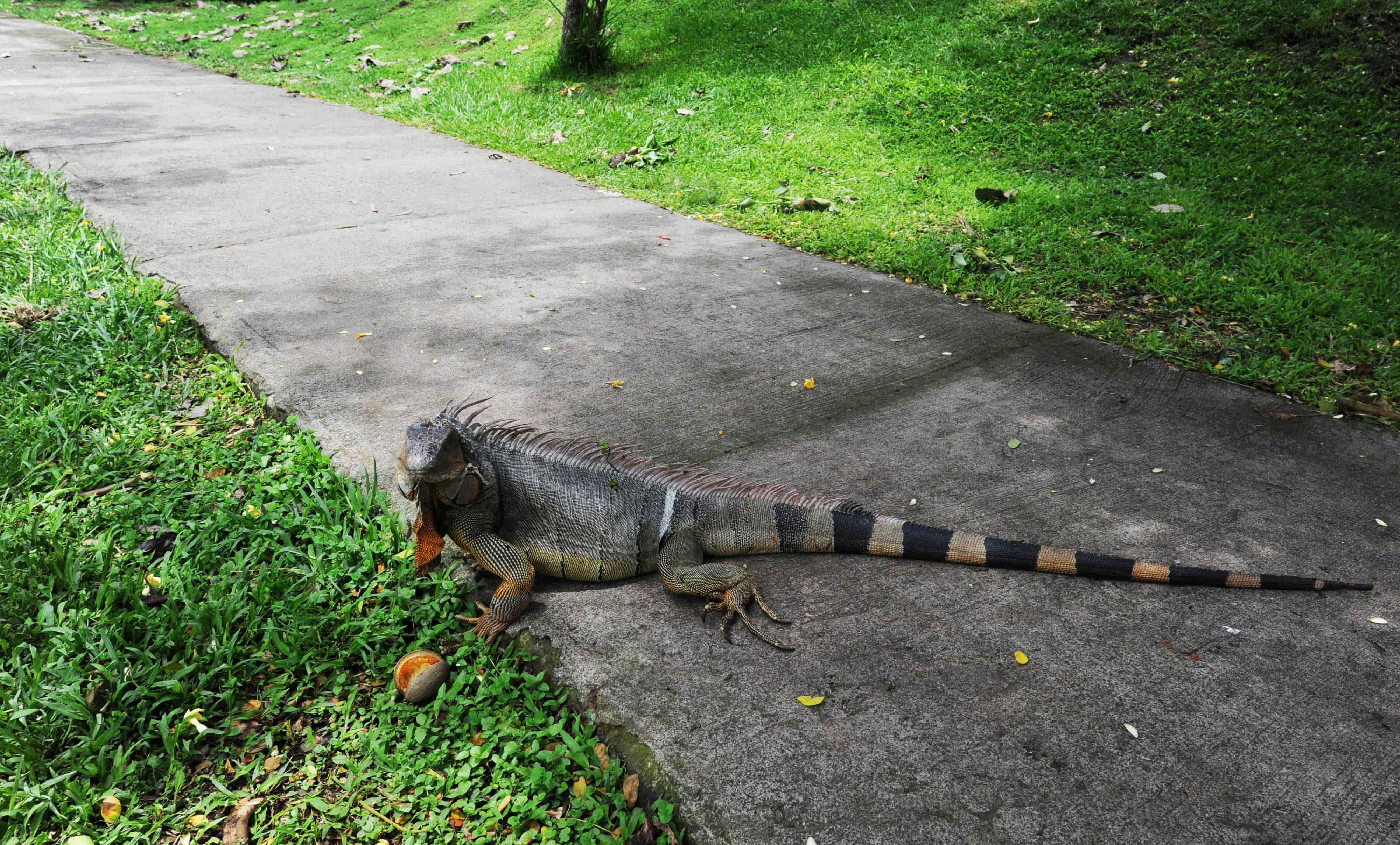Iguanas in Costa Rica