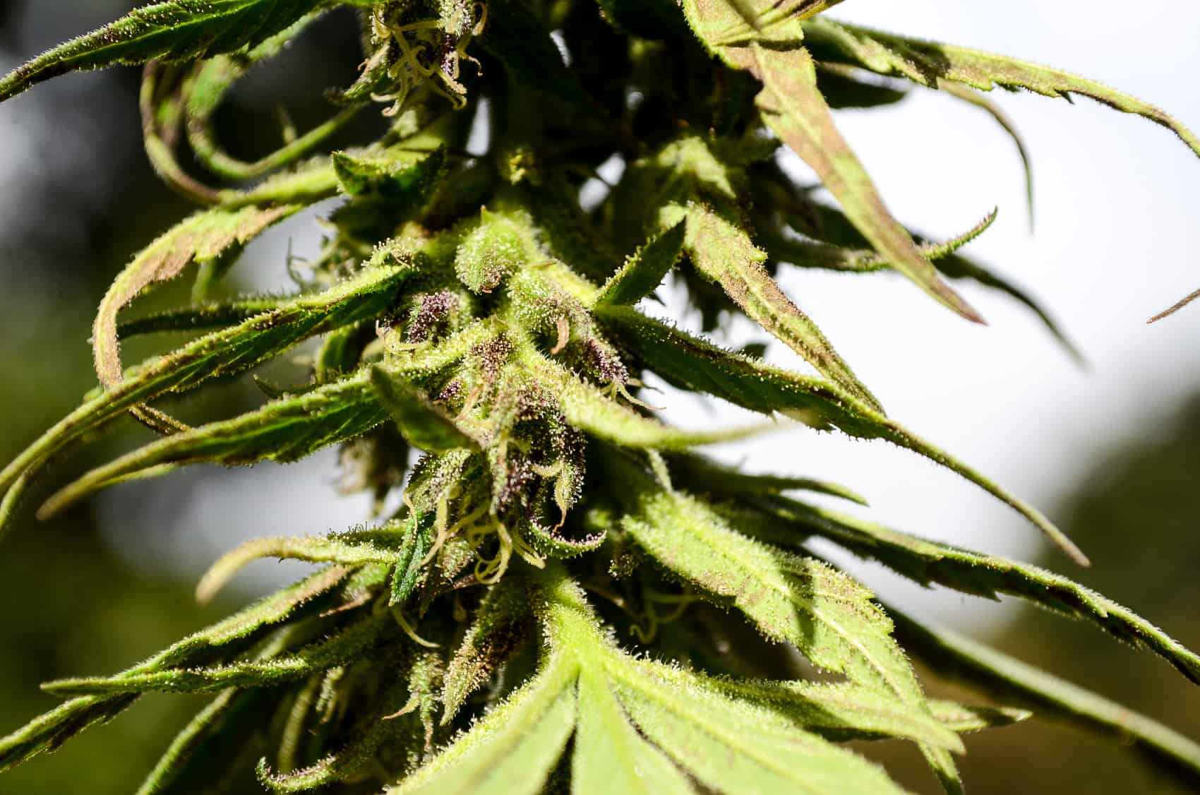 legalization of medical cannabis
