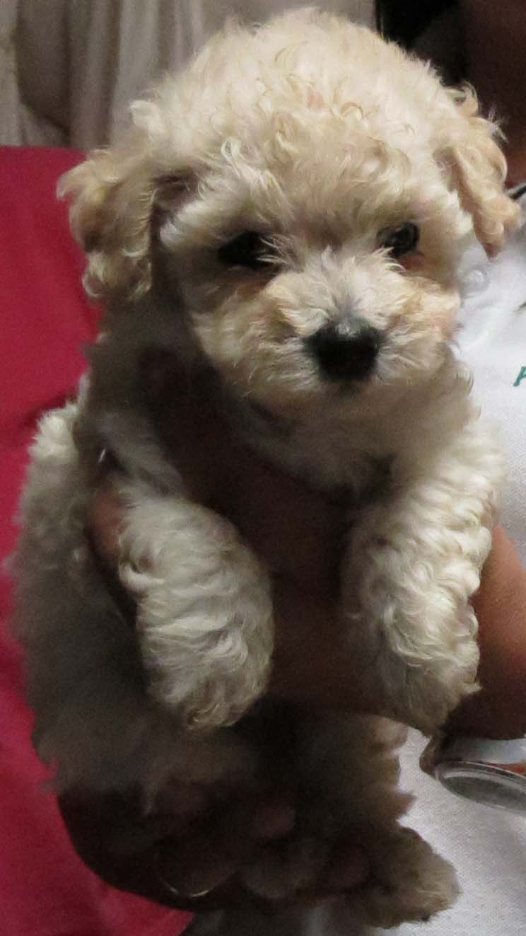 Puppy mill raid Cartago, Costa Rica August 7th 2014- 5 Costa Rica Dogs
