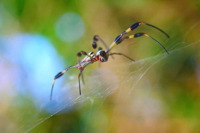 Meet the Parasite Wasp That Turns Costa Rican Spiders Into Zombies