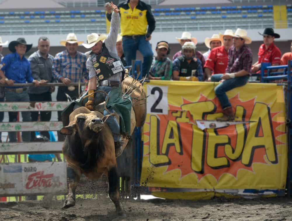 A Costa Rican cowboy riding a bull at a lively rodeo event