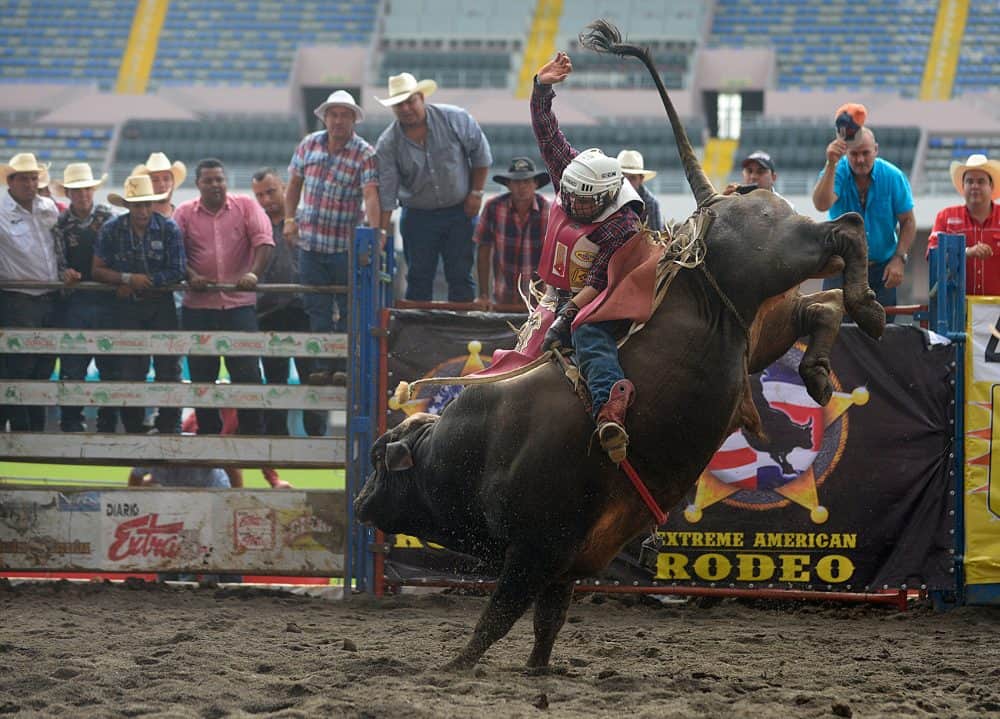 A Costa Rican cowboy riding a bull at a lively rodeo event