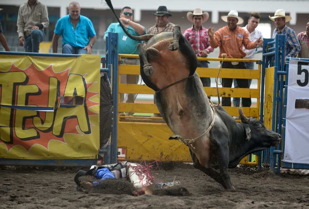 A Costa Rican cowboy riding a bull at a lively rodeo event