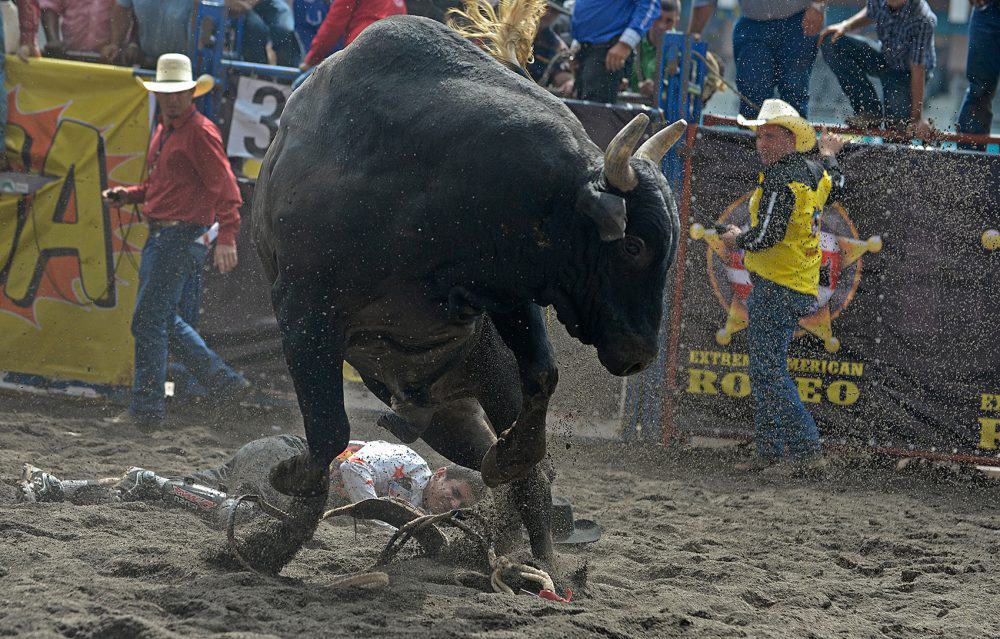 A Costa Rican cowboy riding a bull at a lively rodeo event