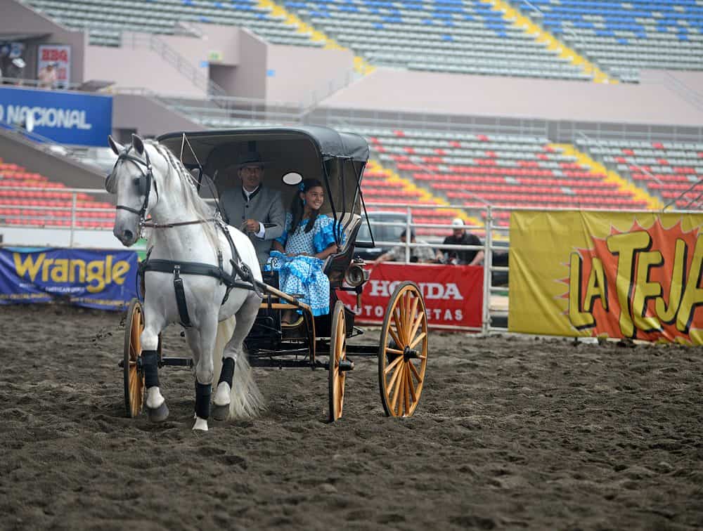 A Costa Rican cowboy riding a bull at a lively rodeo event