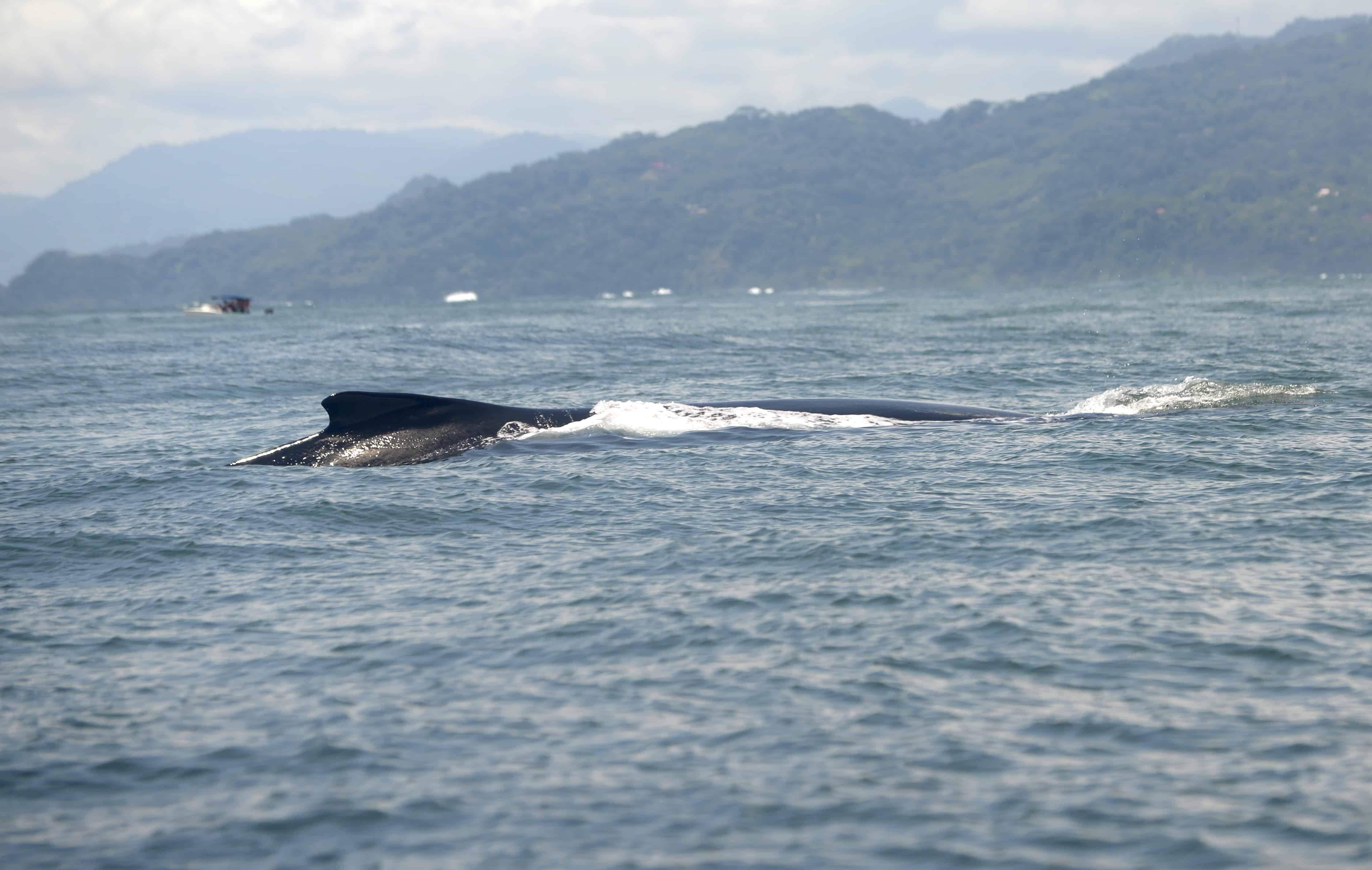 Humpback Whale in Costa Rica